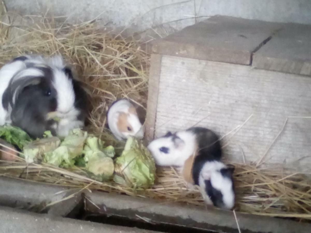 La Ferme Du Vincin Bed and Breakfast Βαν Εξωτερικό φωτογραφία